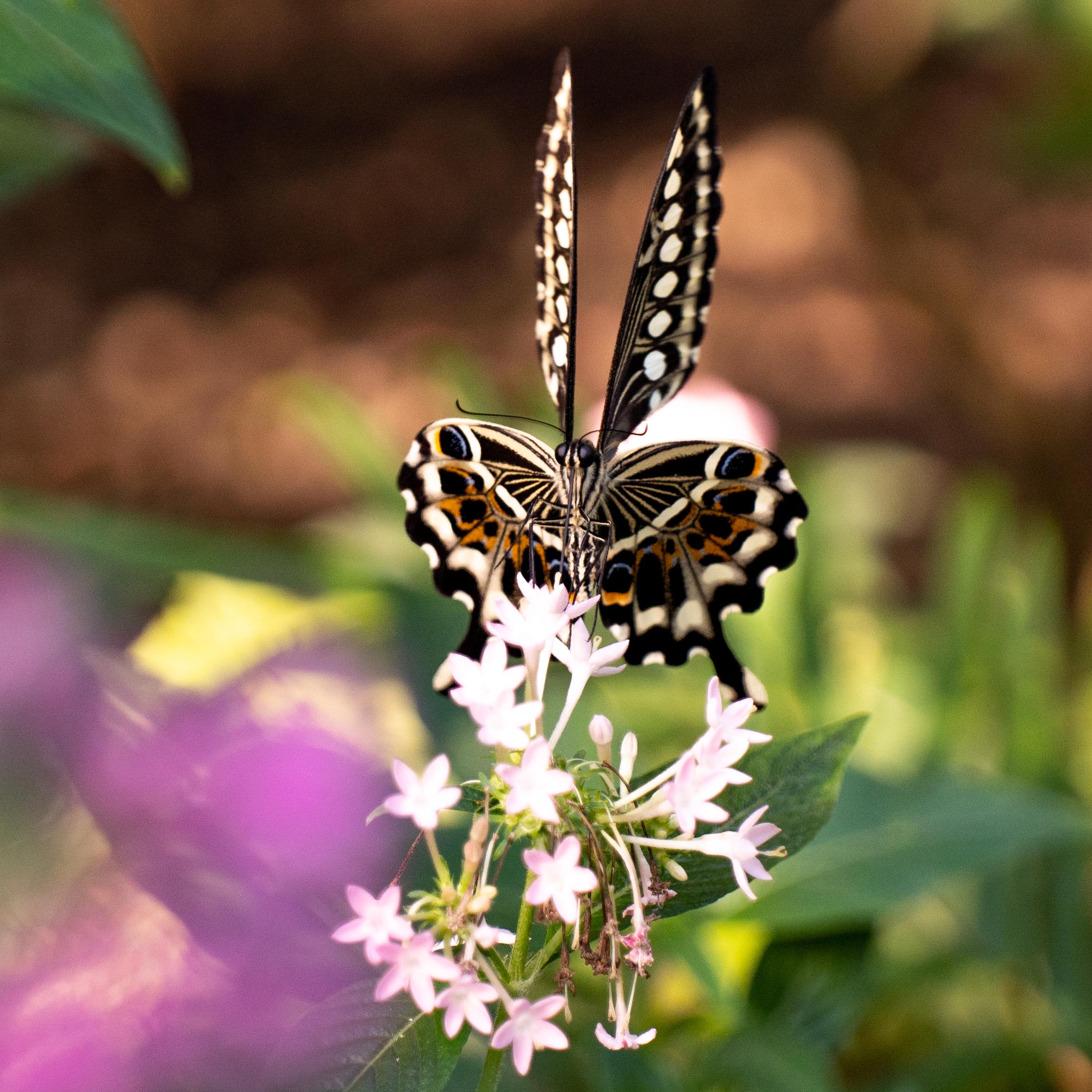 Butterfly at Papiliorama Februar 2022