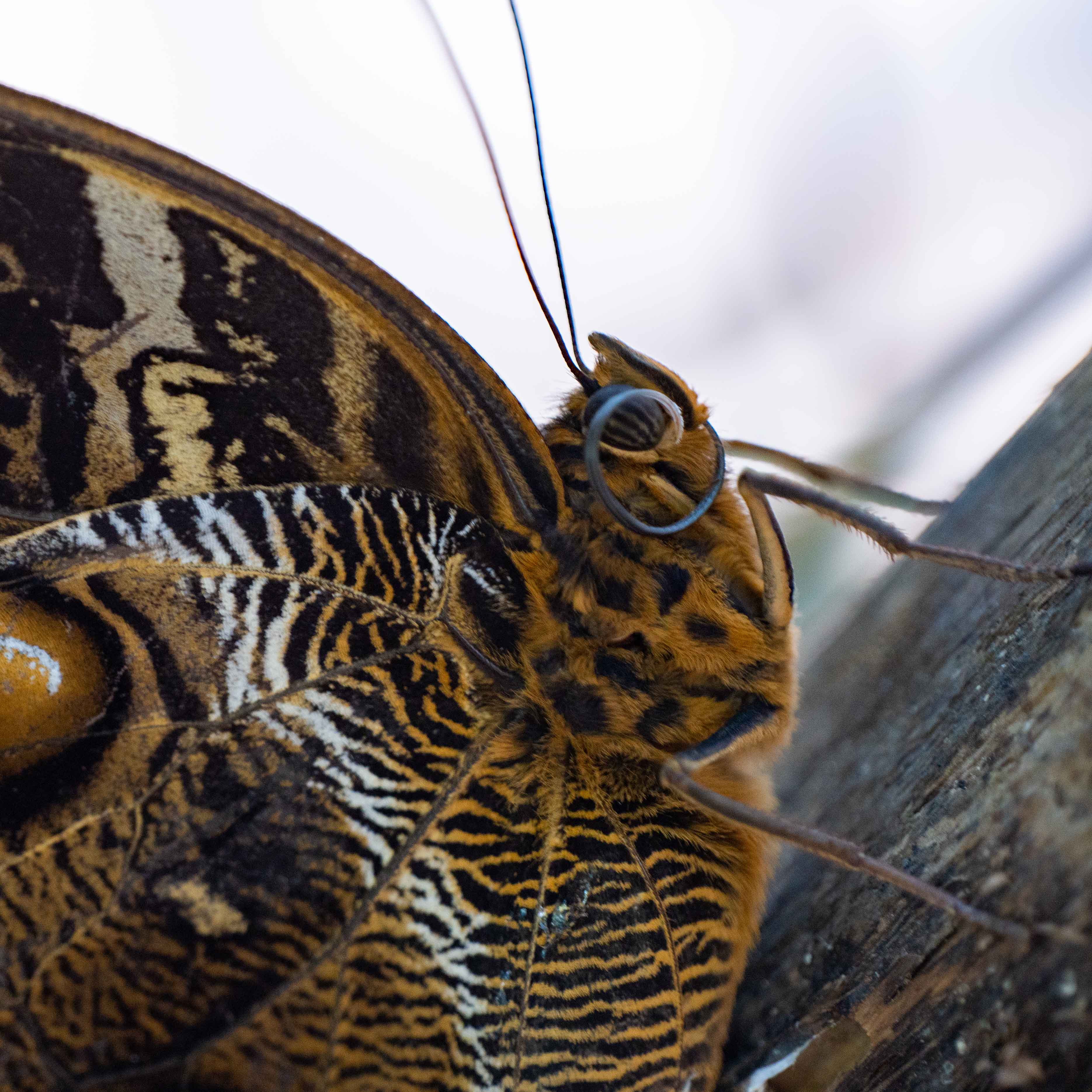 Butterfly at Papiliorama Februar 2022