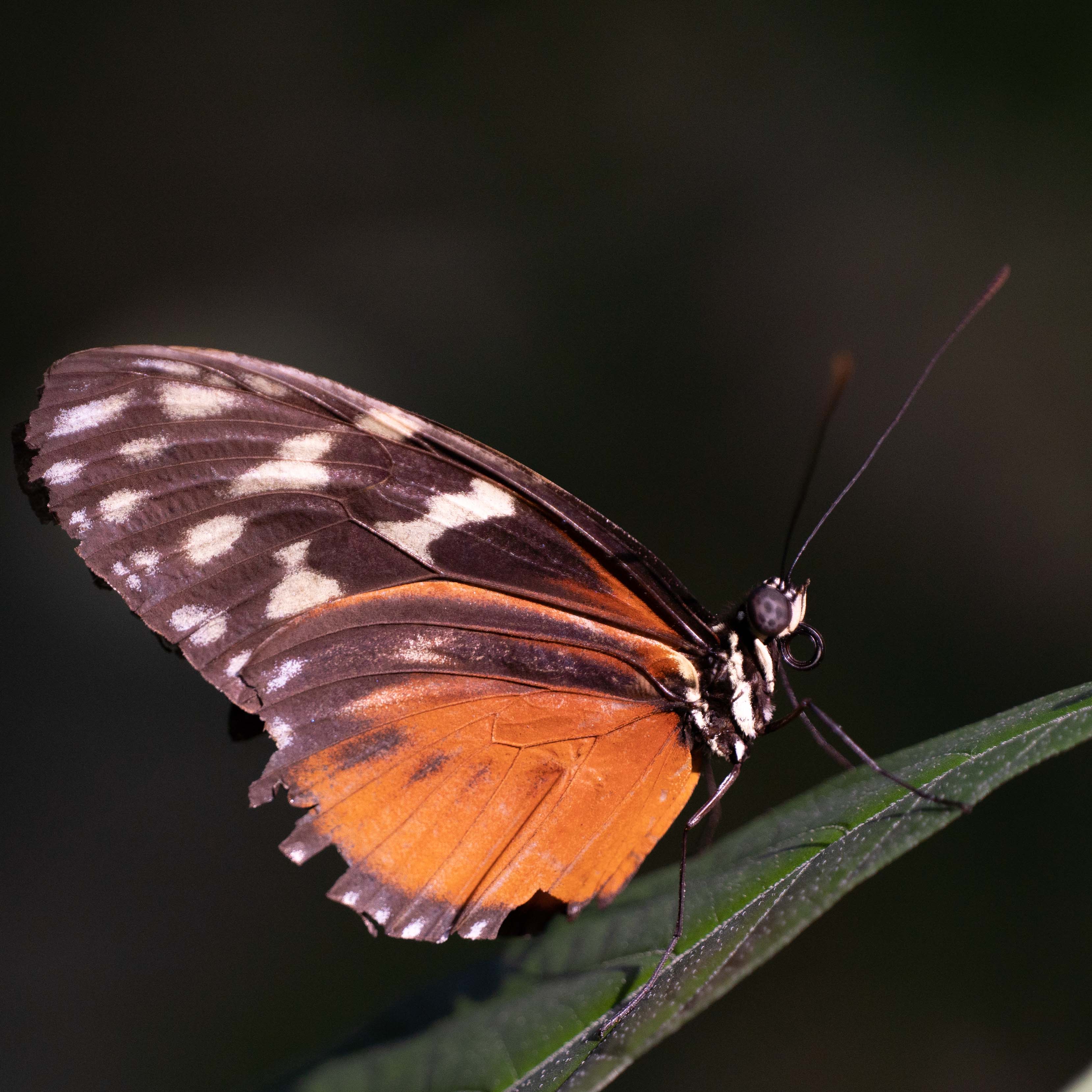 Butterfly at Papiliorama Februar 2022