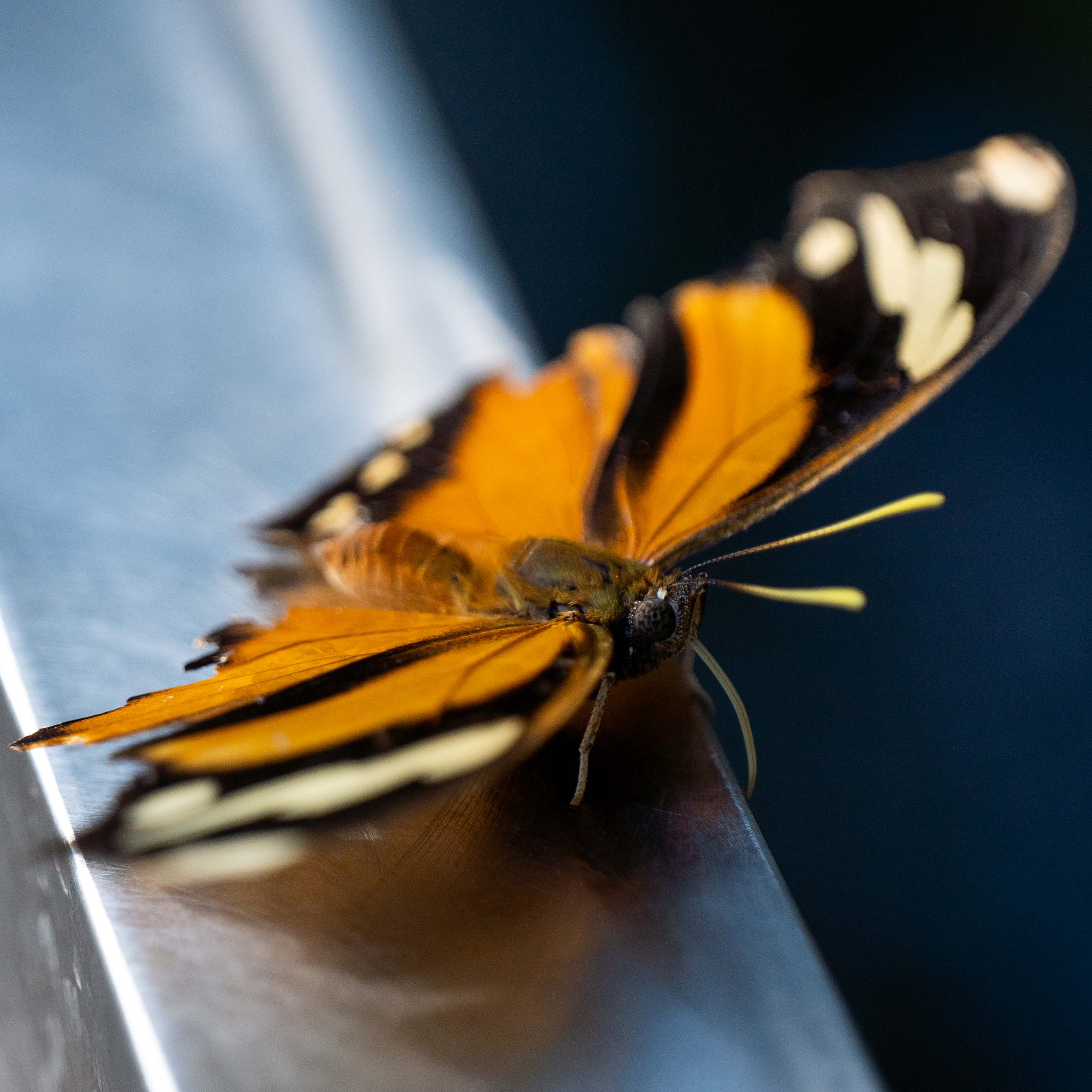 Butterfly at Papiliorama Februar 2022